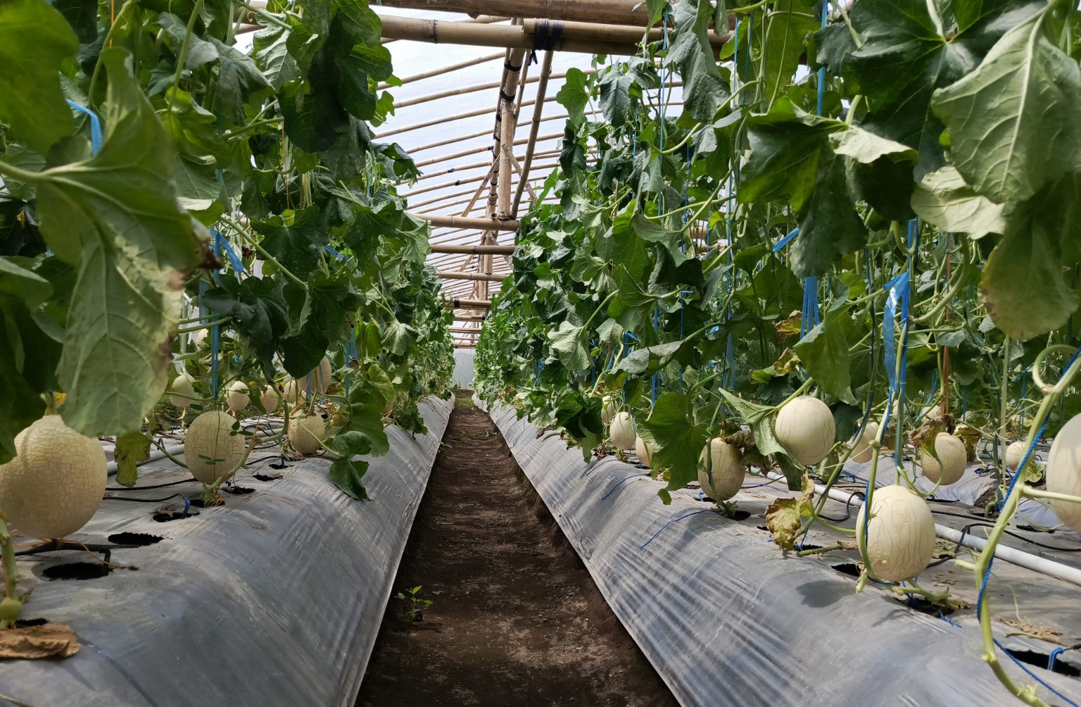 Melon dalam greenhouse
